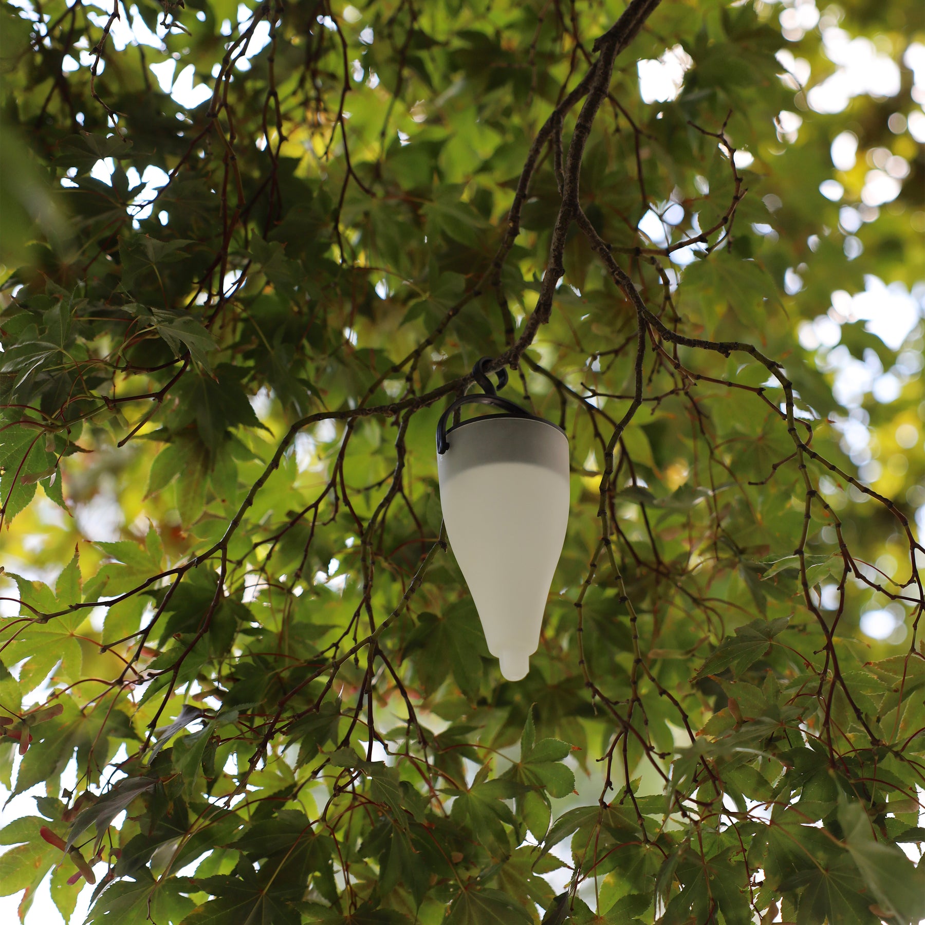 Solar LED light hanging from a tree branch from the hook on top.